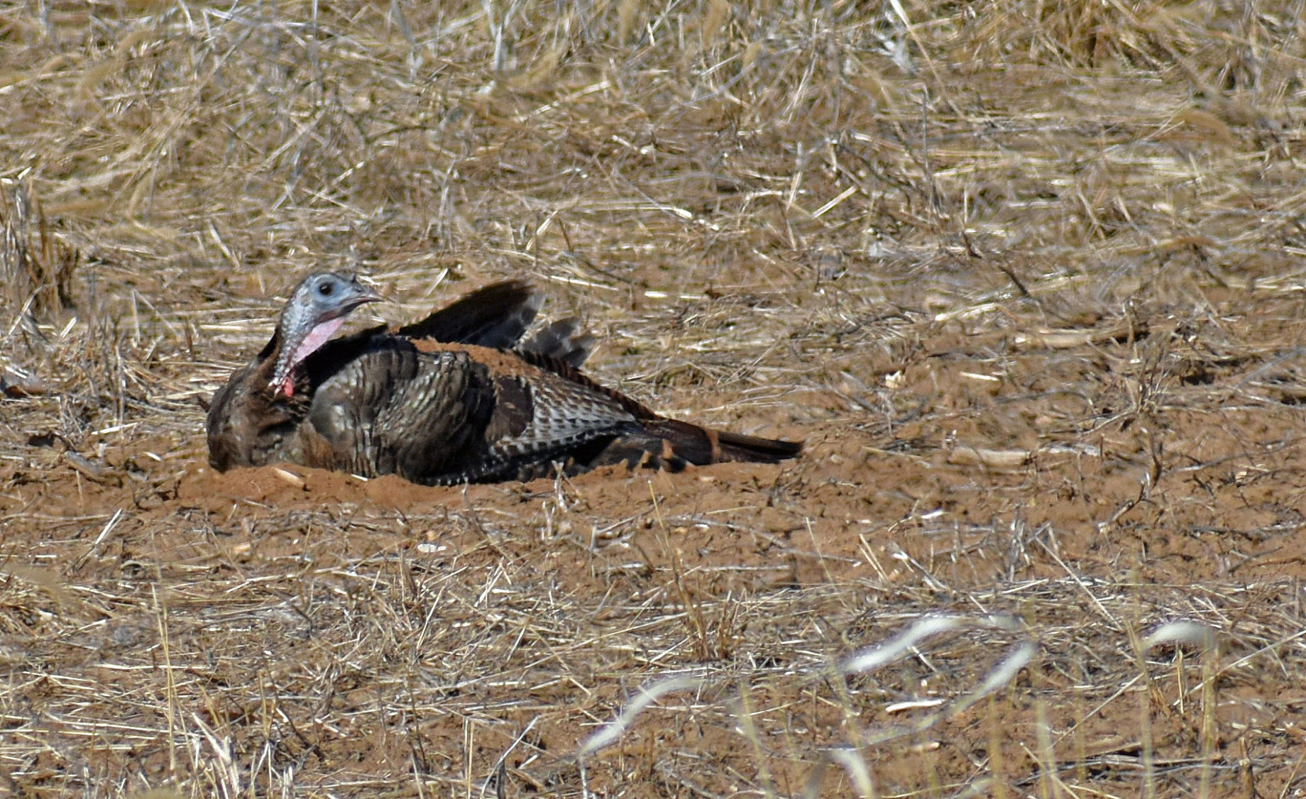 Dusting hen